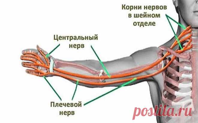 Почему немеют руки?