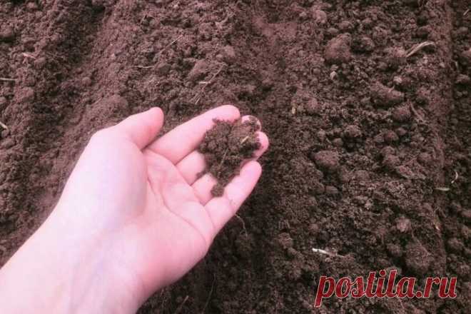 Как определить, что почва на огороде кислая | Дачные секреты от Виктории Радзевской | Яндекс Дзен