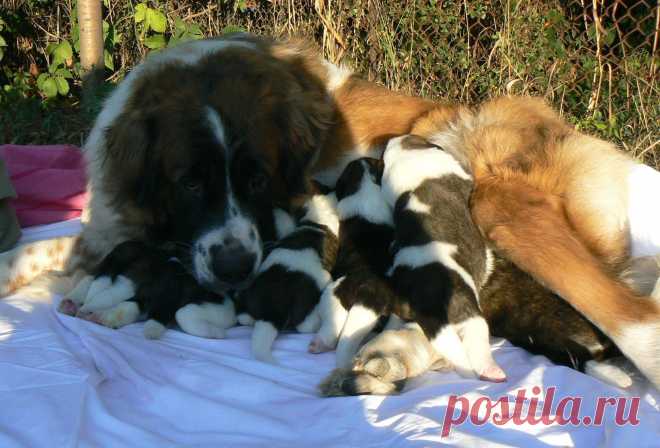 в августе 2013 года Россияночка подарила нам шесть замечательных щеночков, очень заботливая мамаша :)