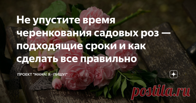 Не упустите время черенкования садовых роз — подходящие сроки и как сделать все правильно