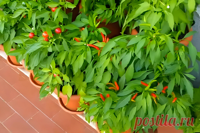 Острый перец на подоконнике: как вырастить перец чили &#8211; Agro-Info
