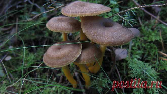 3 съедобных неблагородных гриба, которые легко нахожу в октябрьском лесу. Сварила суп (вкусный получился) | Природа Северо-Запада | Яндекс Дзен