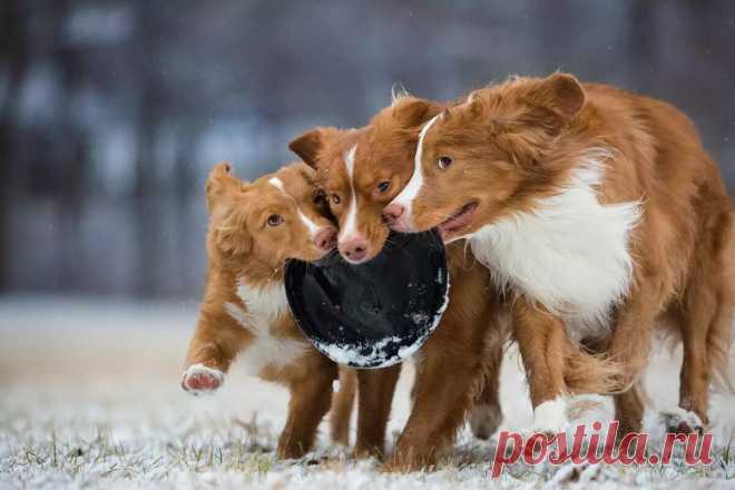 Ретроспектива: 30 фотографий от призеров конкурса «Dog photographer of the year 2018» | Кинолог Александр Смирнов | Яндекс Дзен