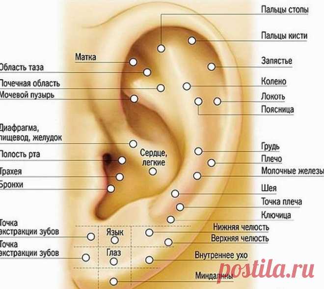 Точечный массаж ушной раковины