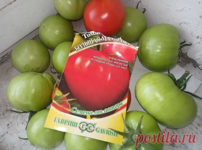 Увидела, как женщина покупает 19 пачек одного сорта помидор и тоже купила, вырастила – показываю... Хороший сорт томатов