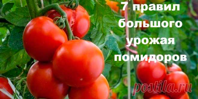 7 правил большого урожая помидоров | Полезные советы