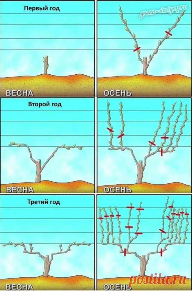 Осенняя обрезка винограда: простая понятная инструкция для всех | Наша Дача | Яндекс Дзен