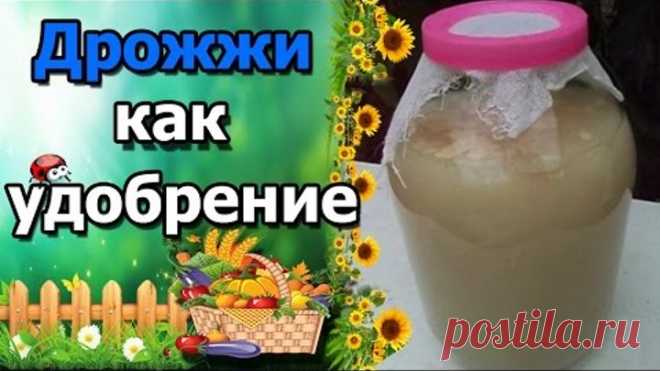 #Дрожжи как удобрение. #Подкормка для растений.