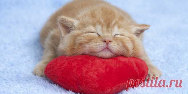 фото спящих котят: 20 тыс изображений найдено в Яндекс.Картинках