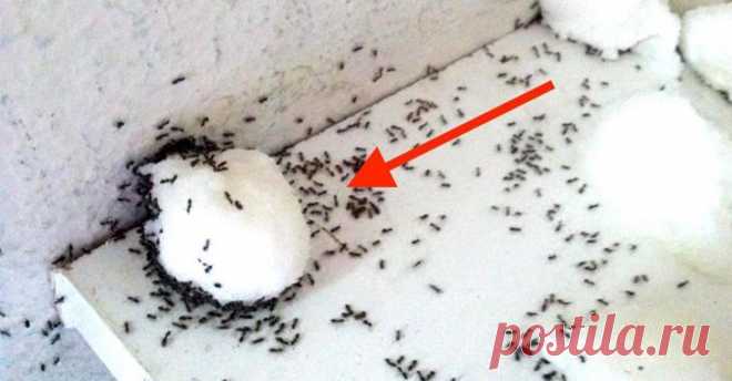 Самое просто и эффективное средство от муравьев в доме