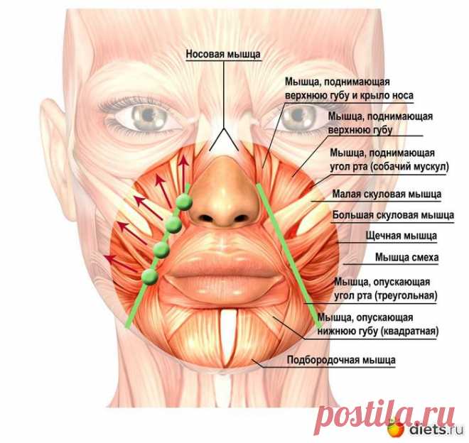 Разглаживаем носогубки: два эффективных массажных приема: Фейскультура: методы естественного омоложения: Группы - diets.ru