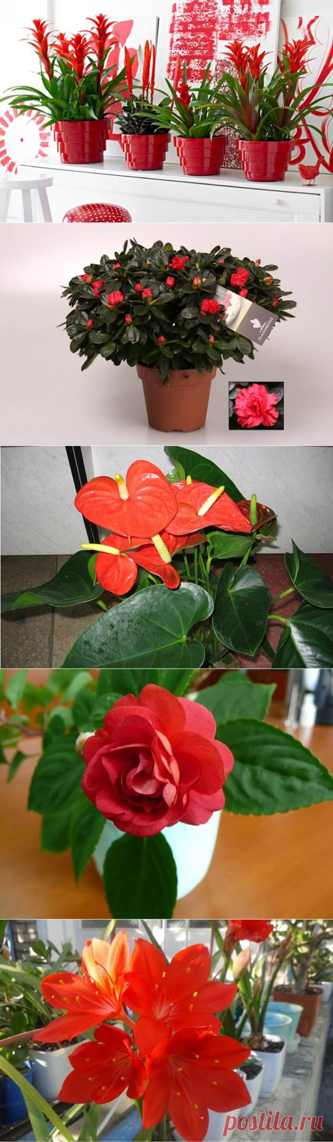 Все комнатные растения с красными цветами — Бабушкины секреты