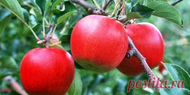 Как вырастить яблоню На дачном участке и в собственном саду могут произрастать самые разные ягоды, кустарники и плодовые деревья, но яблоню можно найти, наверное, у каждого хозяйственника. Проведя грамотную посадку и обес...