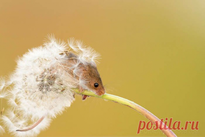 Потрясающие фотографии полевых мышек в естественной среде обитания | ТАЙНЫ ПЛАНЕТЫ ЗЕМЛЯ
