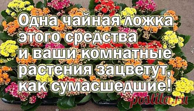 Одна чайная ложка этого средства — и ваши комнатные растения зацветут, как сумасшедшие! Чтобы растения цвели красиво и пышно, опытные цветоводы рекомендуют в период бутонизации вносить подкормки. Одним из таких удобрений является касторовое масло, благодаря которому цветение становится пышным и более продолжительным, а цветочные головки получаются крупными и даже