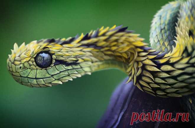 Самые красивые змеи в мире ( + много Фото змей) Сейчас вы узнаете какие самые красивые змеи известны сегодня людям. Самые яркие, необычные, и даже страшные, но красивые змеи в описании и фотографиях.