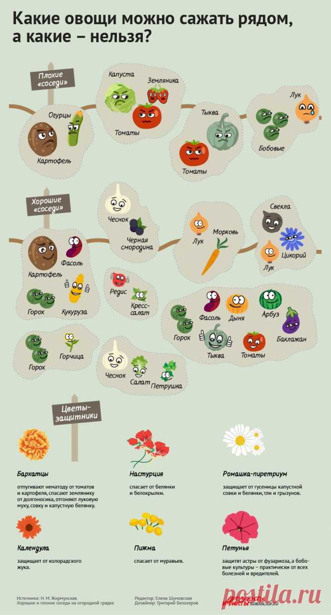 Порядок на грядках: какие растения несовместимы друг с другом. Инфографика | Памятка | ИНФОГРАФИКА | АиФ Краснодар