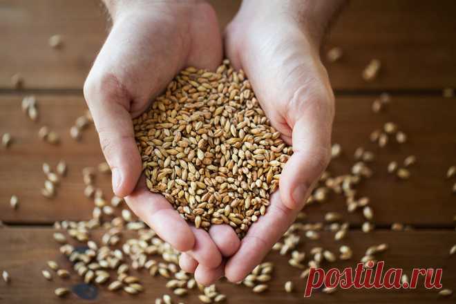 Be Kind to Your Grains ... And Your Grains Will Be Kind To You - The Weston A. Price Foundation Read this in: ČeštinaEspañol 🖨️ Print post The science of nutrition seems to take a step backwards for every two steps it takes forward. When the study of […]