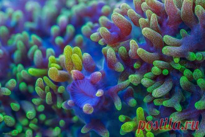 Колоритные кораллы | Naked Science