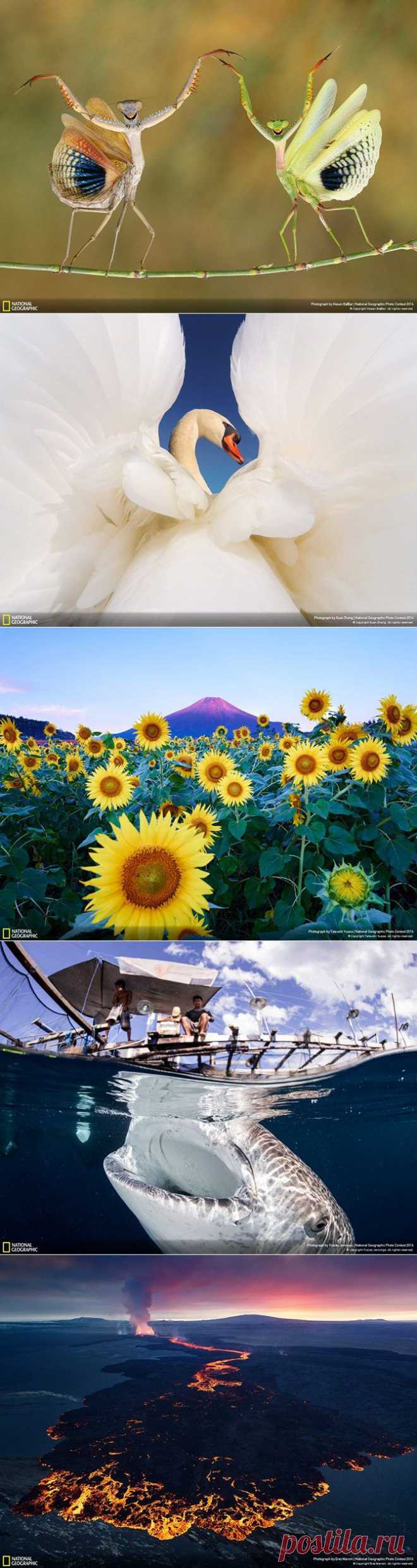 Лучшие фотографии National Geographic 2014 / Всё самое лучшее из интернета