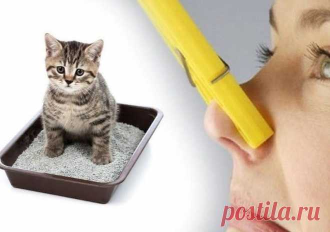 Как устранить кошачий запах дома