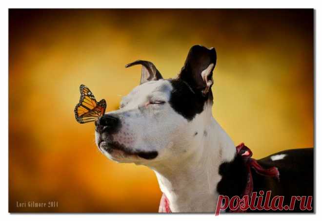 (+1) тема - 50 прекрасных фотографий бабочек | НАУКА И ЖИЗНЬ