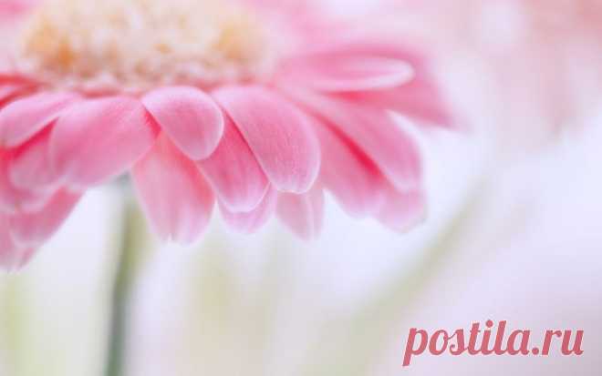 preview Pink Flower Wallpaper Download