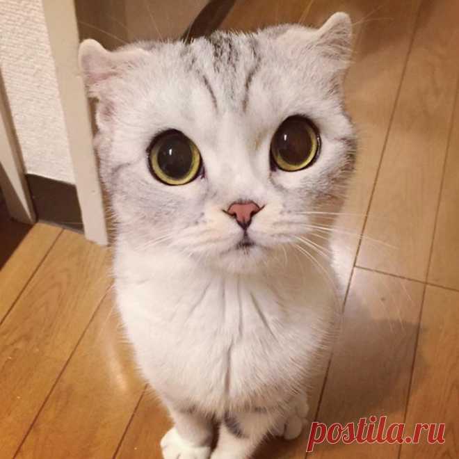 Хана — обворожительная кошка с огромными глазами, которая покорила Instagram