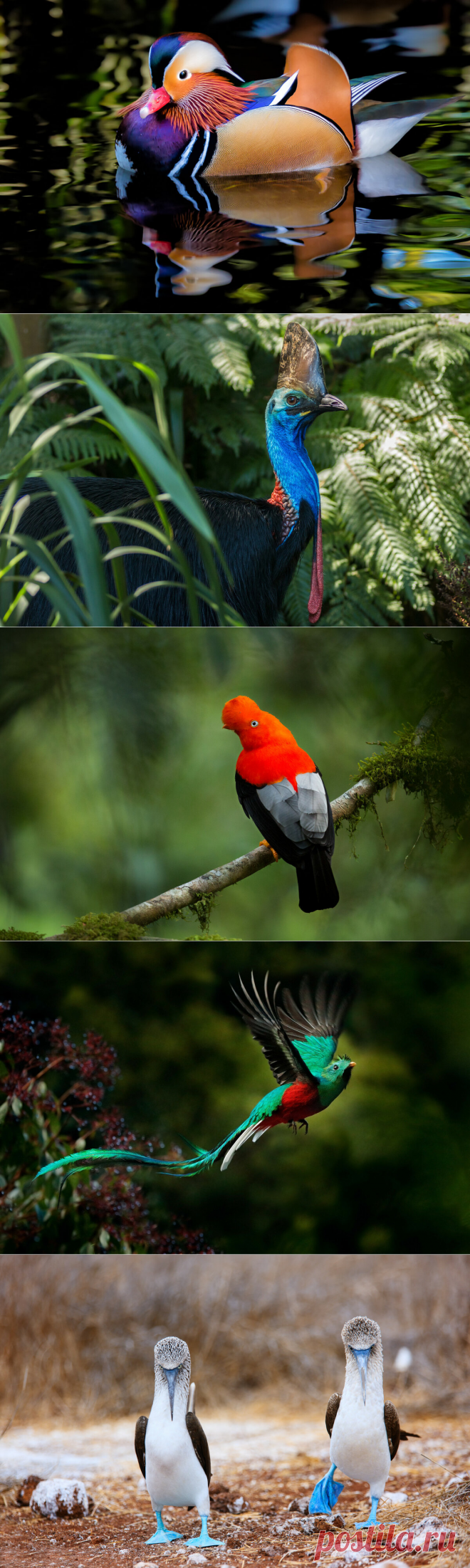 7 самых необычных птиц мира - ТАЙНЫ ВСЕЛЕННОЙ - медиаплатформа МирТесен