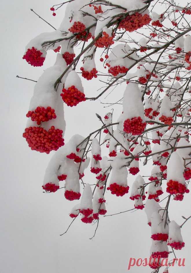 Snow and berries  |  Найдено на сайте pixdaus.com.