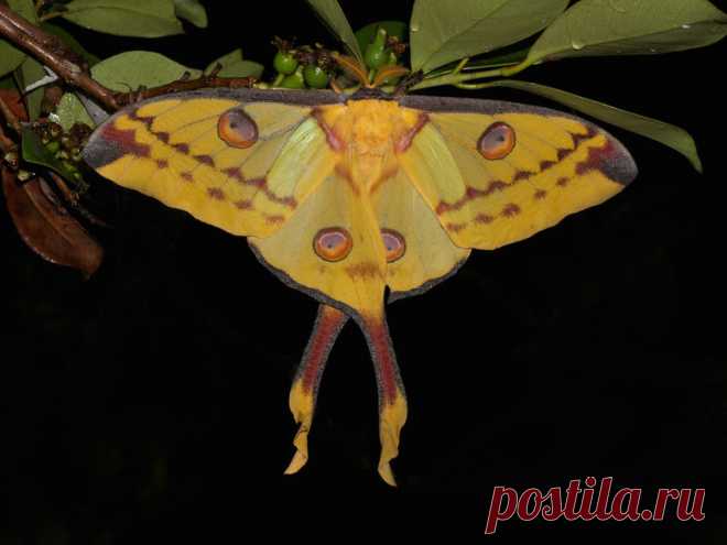 Бабочка, обитающая в тропических лесах Мадагаскара, под названием аргема митреи (Argema mittrei) имеет не такой большой размах крыльев, как совка агриппина (14−16 см)... у особей этого вида имеются «хвостики» на задних крыльях, которые могут достигать 13 см.  |  Крупнейшие бабочки мира — National Geographic Россия
