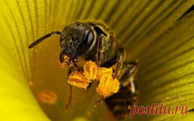 Как спят пчелы. Удивительные фотографии мира живой природы!