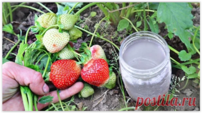 Клубника завалит урожаем крупных и сладких ягод, если подкормить её этим копеечным средством весной!