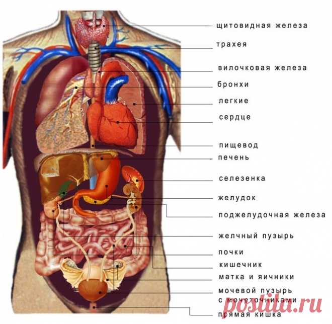 Атлас-рисунки строения: позвоночника, внутренних органов ЖКТ, мочеполовой системы, головы, нервной и иммунной систем - Страница 2