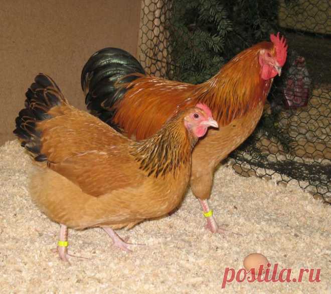Как правильно выбрать кур для дачи Весной многие дачники испытывают непреодолимое желание приобрести какую-нибудь живность, особенно всех привлекают хорошенькие пушистые цыплята, причем даже сейчас, невзирая на опасность птичьего грипп…