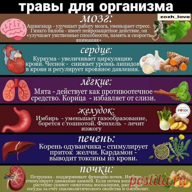 Как определенные травы влияют на организм