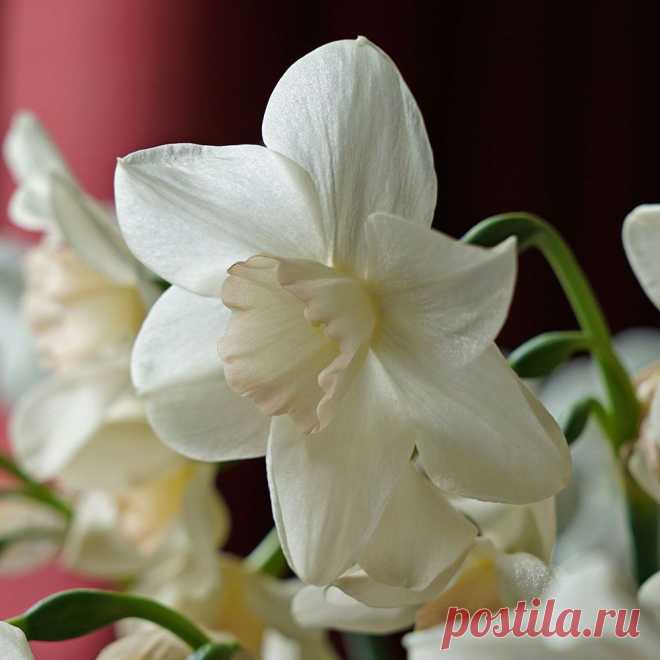 Narcissus Amore Mio | White Flower Farm