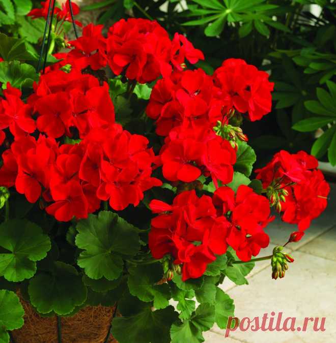 25 красивых комнатных растений с красными цветами | Школа Цветоводства | Яндекс Дзен