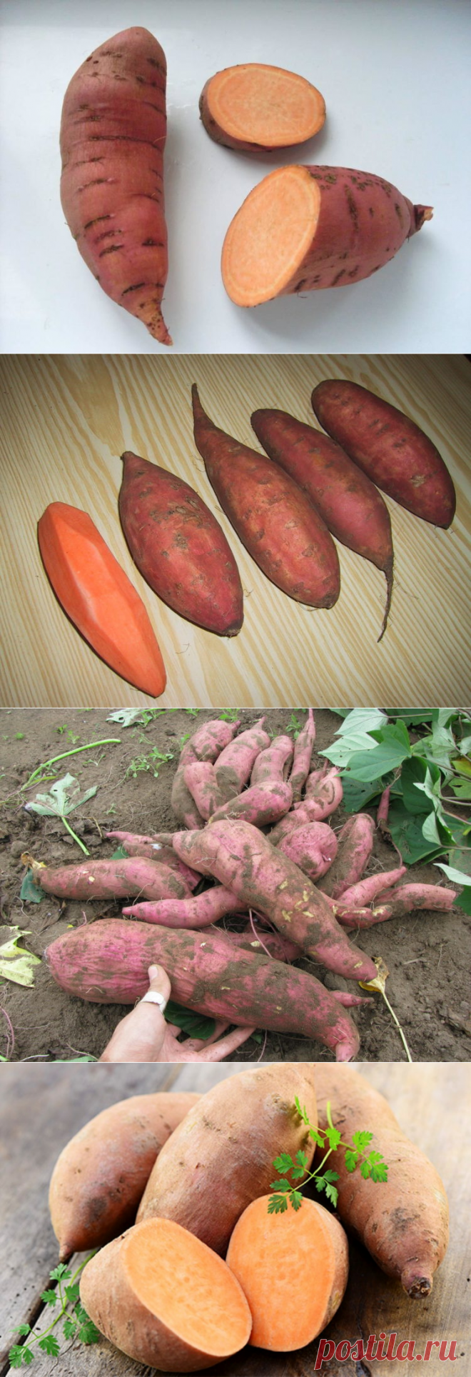 Сладкий картофель Батат: описание, как выглядит, где растет, разновидн | На  шпильках под Луной | Постила