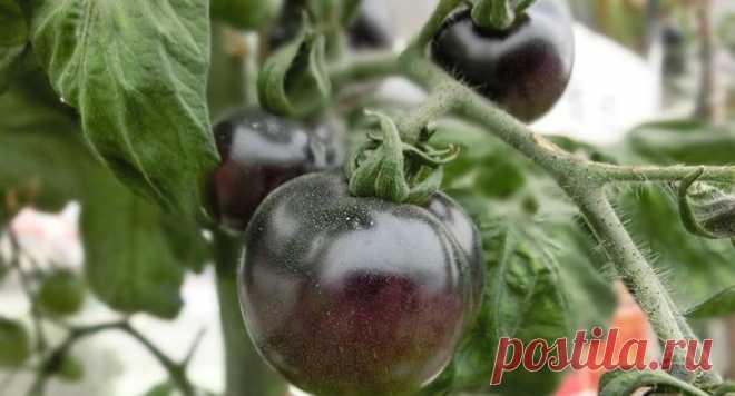 Черные помидоры: лучшие сорта для теплиц и огородов
