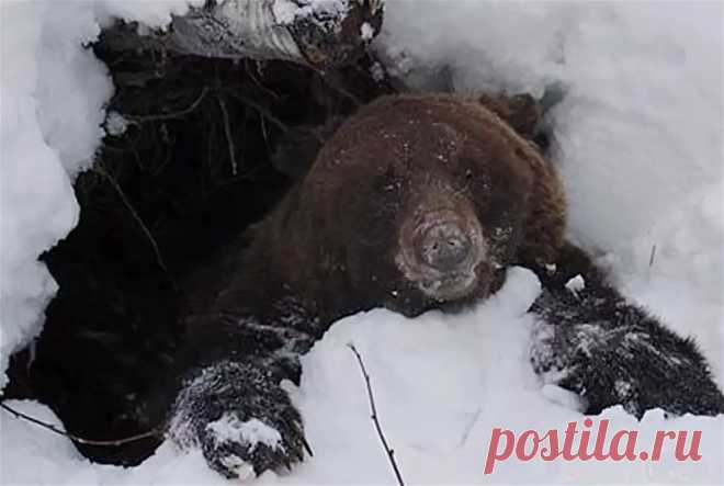 медведь зимой фото в берлоге — Яндекс: нашлось 7 млн результатов