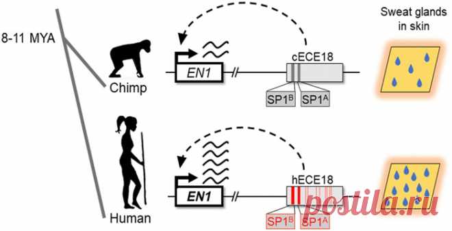 Эволюция энхансера одного гена сделала людей самыми потливыми из приматов • Новости науки Развитие потовых желез в коже млекопитающих зависит от работы гена EN1. Ученые обнаружили один из энхансеров гена EN1, последовательность которого у людей сильно отличается от других млекопитающих. Эксперименты на клеточных культурах и на модельных животных помогли убедиться, что именно изменения в этом энхансере привели к повышению экспрессии гена EN1 в коже человека.