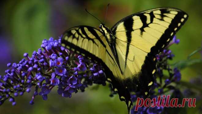 фото бабочек красивых цветных: 11 тыс изображений найдено в Яндекс.Картинках