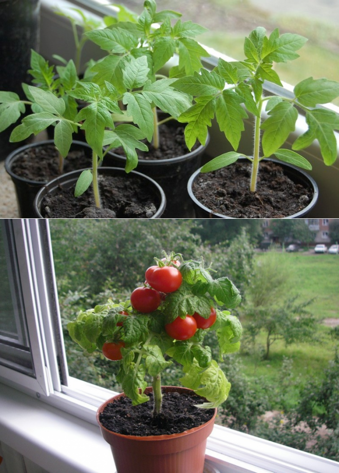 Выращивание помидоров для начинающих. Рассада томатов черри. Помидоры черри саженцы. Помидоры черри высадка рассады. Перец балконное чудо.