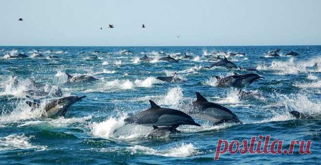 К Крымскому мосту приплыли более тысячи дельфинов 
Строители Крымского моста похвалились ростом числа дельфинов

 


Количество дельфинов в Керченском проливе резко увеличилось в связи со строительством моста. Об этом в понедельник, 27 февраля, сообщ…