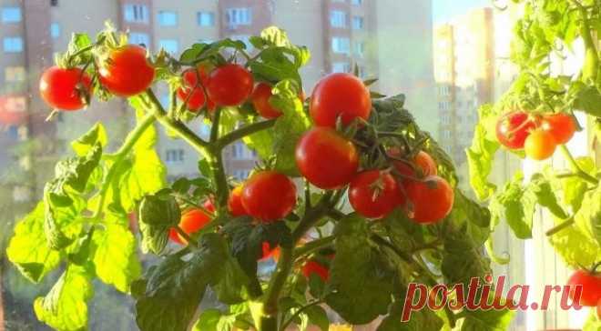 Как вырастить зимой ТОМАТЫ на подоконнике Друзья, в этом видео покажу начало выращивания томатов на подоконнике зимой.✔Делитесь пожалуйста этим видео с друзьями, им тоже это пригодится!!!