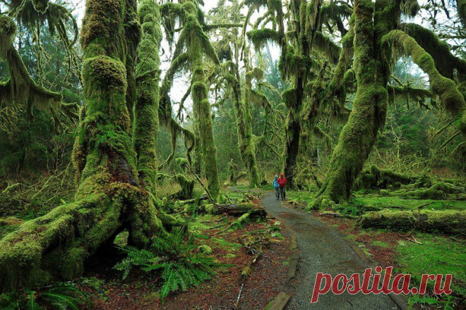 Hoh Rain Forest. Национальный парк Олимпик. США