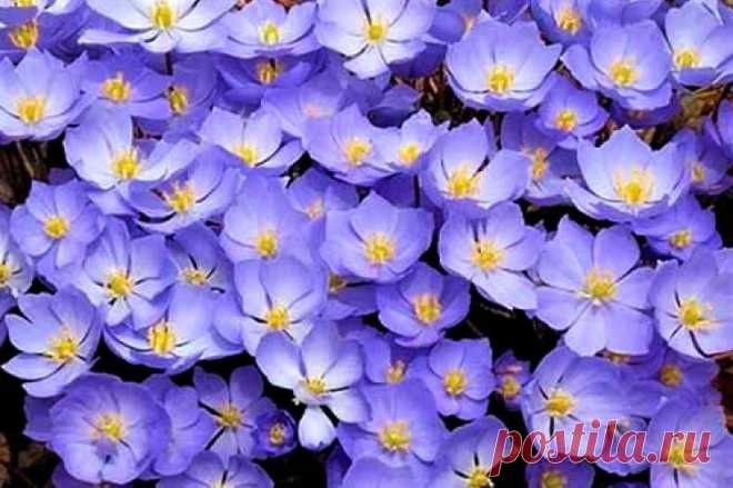 Одно из самых красивых морозостойких растений с обворожительными цветами: неприхотливая красота