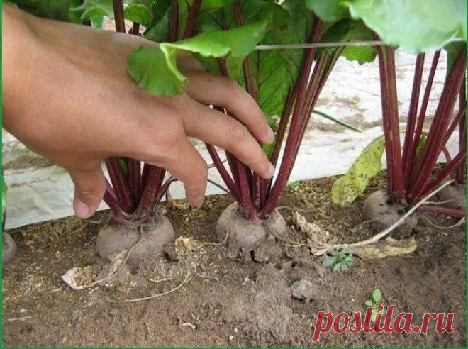 Самая грамотная посадка свеклы и уход за ней | 6 соток