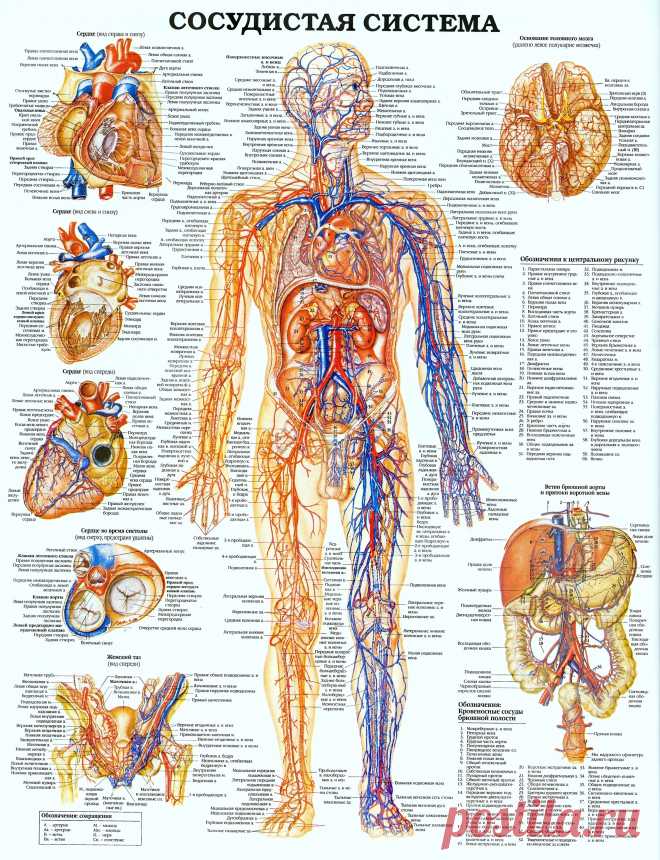Сосудистая система человека